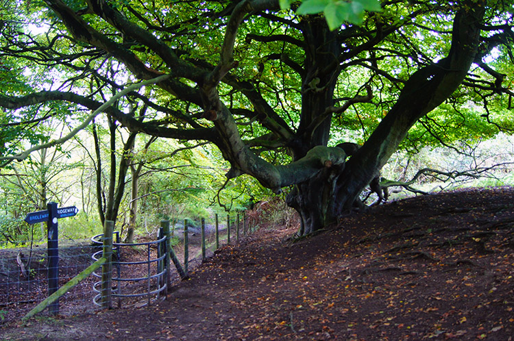 Grand old tree in Pulpit Wood