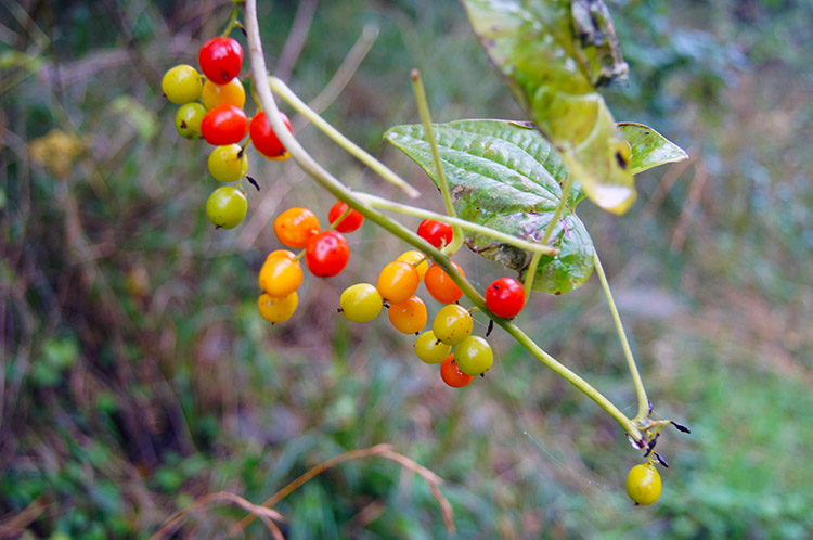 Berries provide some colour near Shirburn Hill