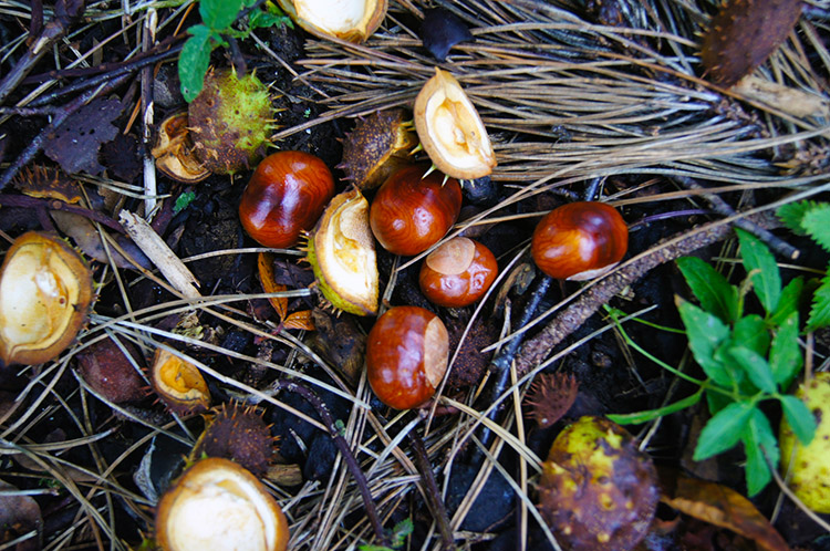 Conkers