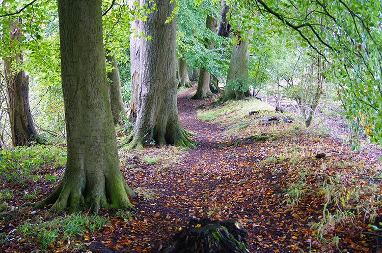 The Ridgeway along Grim's Ditch