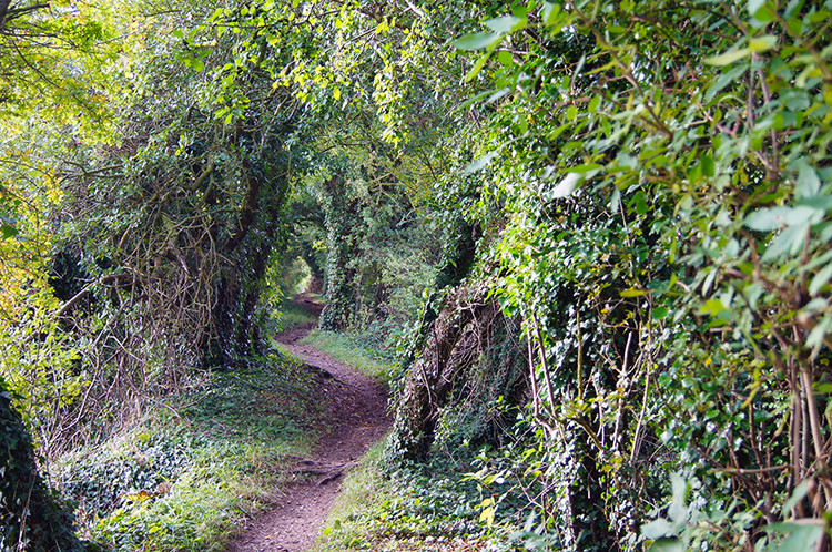 Halfway along Grim's Ditch