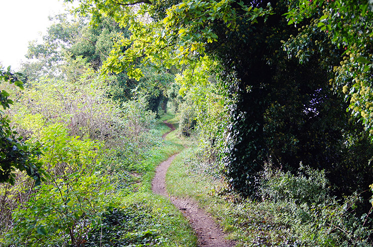 Grim's Ditch near Wallingford