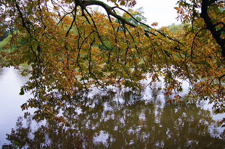 Tree branches touch the Thames