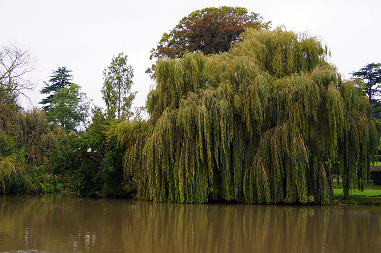 River Thames at Moulsford