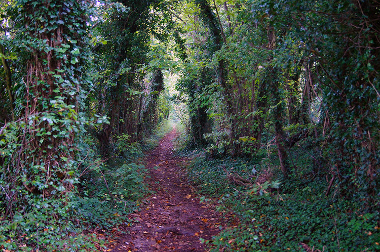 Ridgeway near Thurle Down