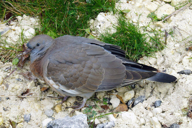 Flagging pigeon on the Ridgeway