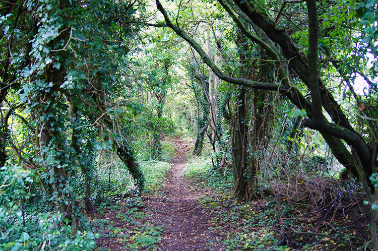 Ridgeway near Letcombe Bassett