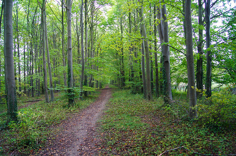 Through the trees near Wayland's Smithy