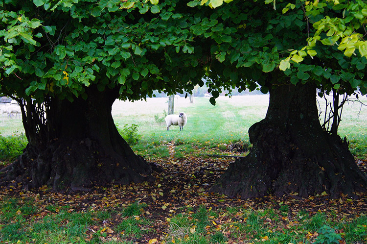 Path through the trees near Ogbourne St George