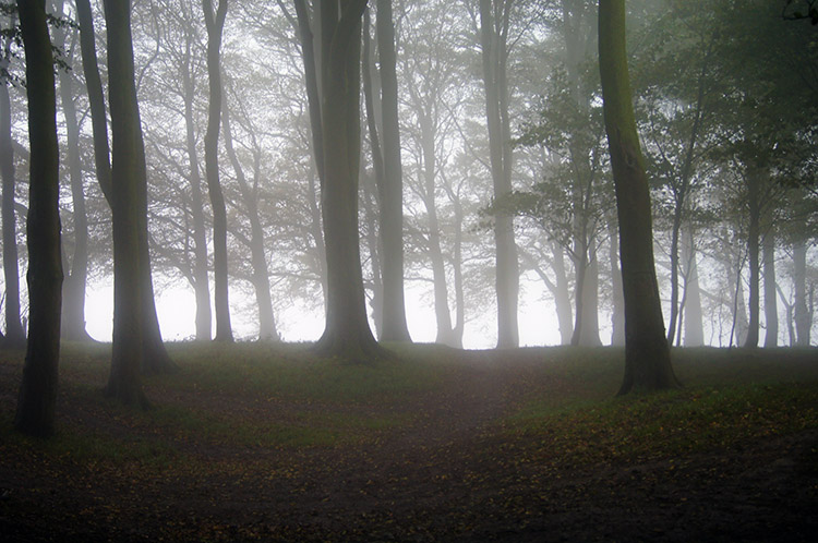 Upland copse