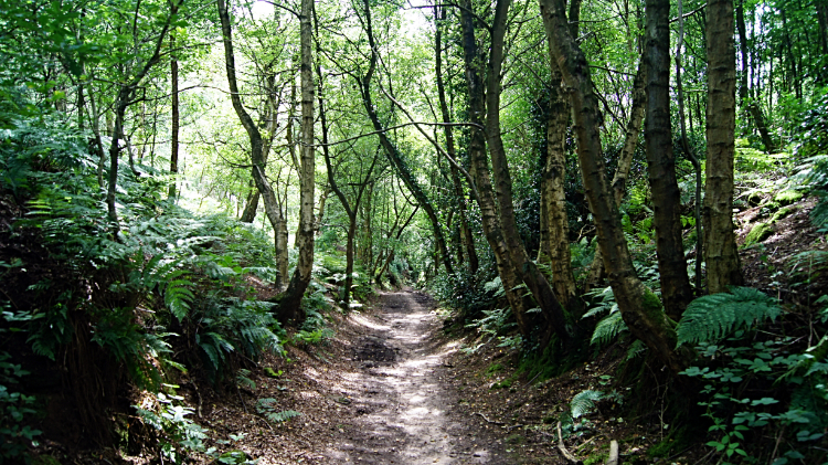 Woodland atop Woodhouse Hill