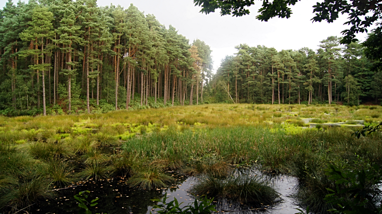Wetland in Delamere Forest
