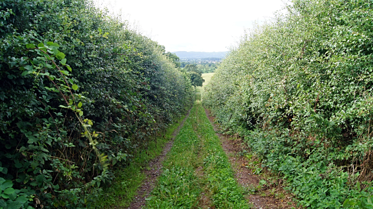 Following agricultural lanes near Tarporley