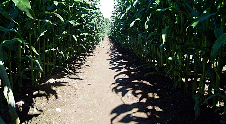 Sandstone Trail between lines of Maize