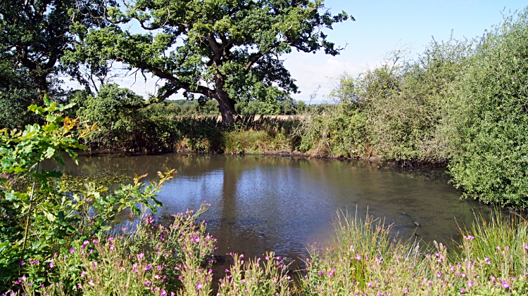 Pond at Rode Street