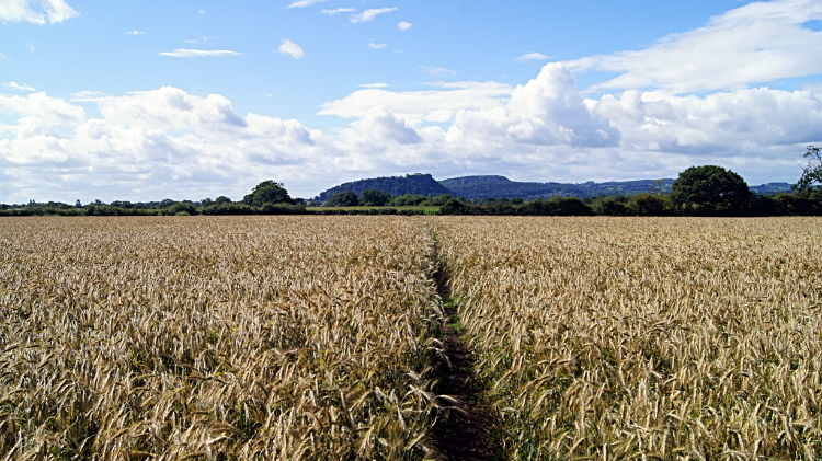 Walking the line through the wheat