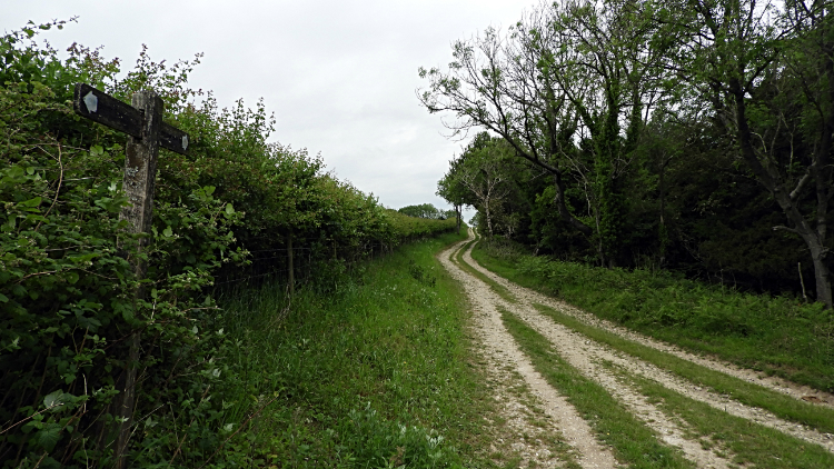 South Downs Way at Sutton Down