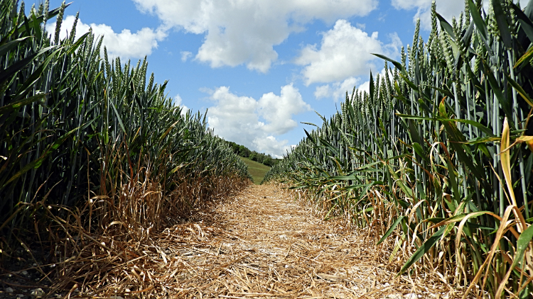 Arable Field Path