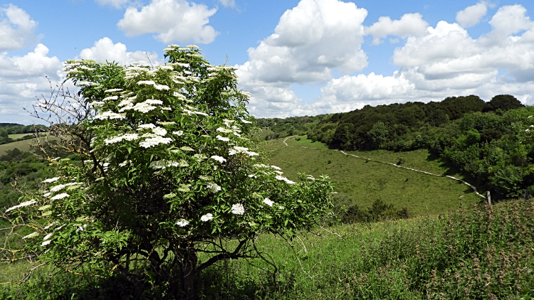 A view from Old Winchester Hill Fort