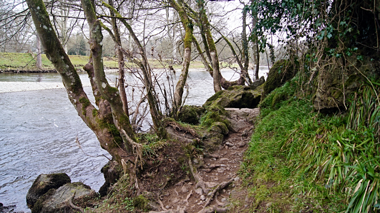 Alongside the River Tweed near St Boswells