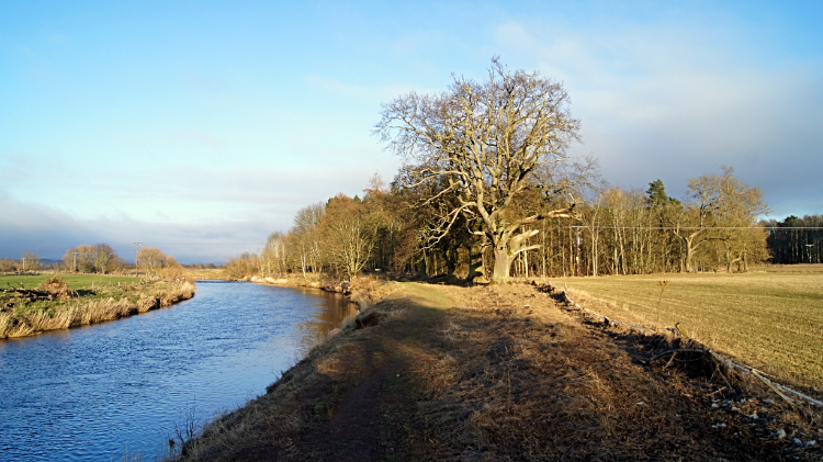 River Teviot