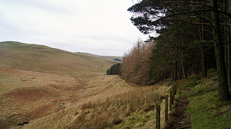 Plantation near Tom's Knowe