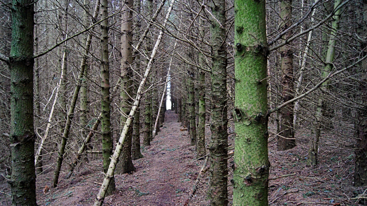 Threading through the trees