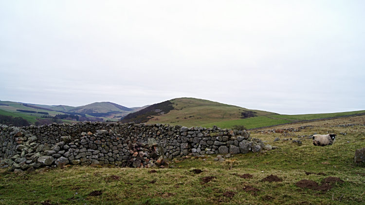 Wild Cheviots country