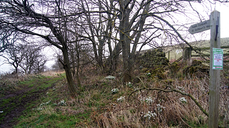 Weetwood Bank