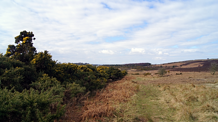 Buckton Moor