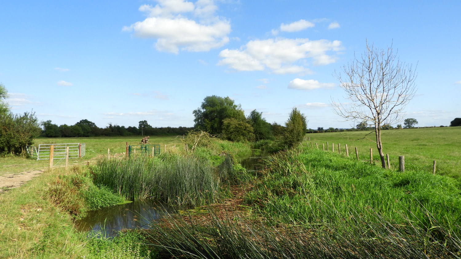 North Meadow National Nature Reserve