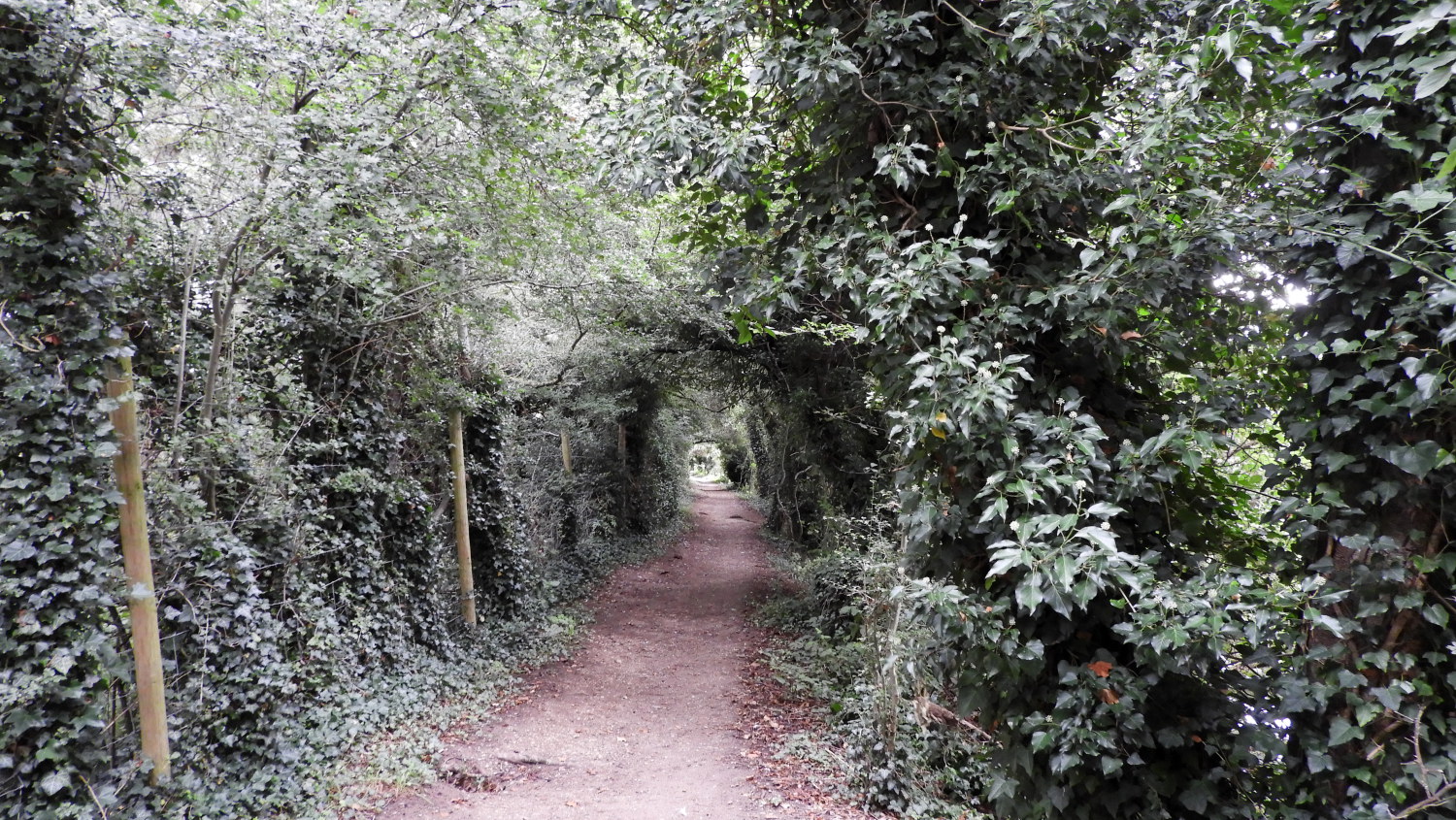 Foliage enclosed lane at Culham Cut