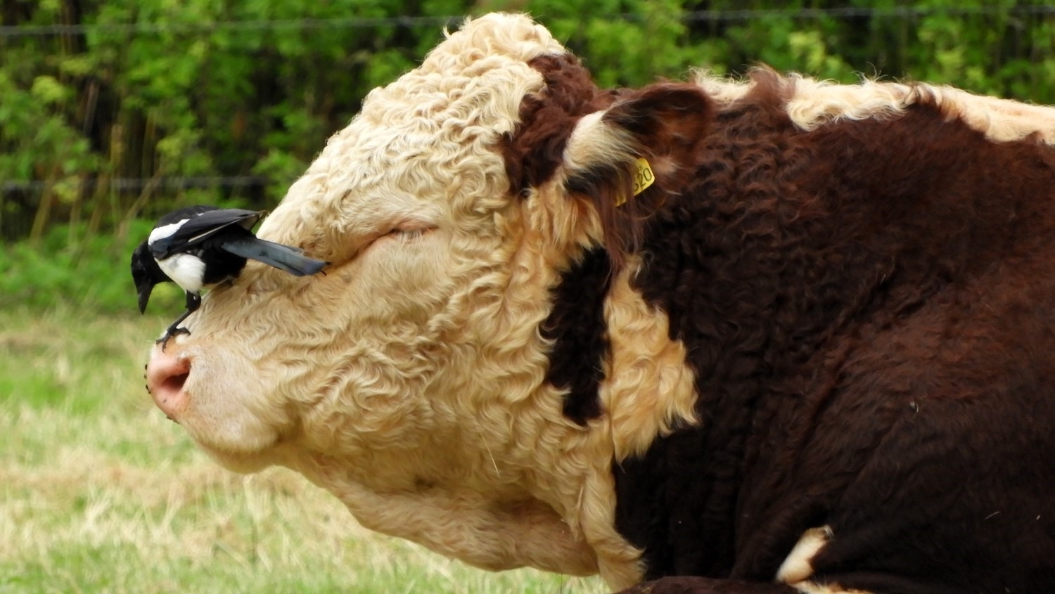 Magpie picking flies from the Bull's nose