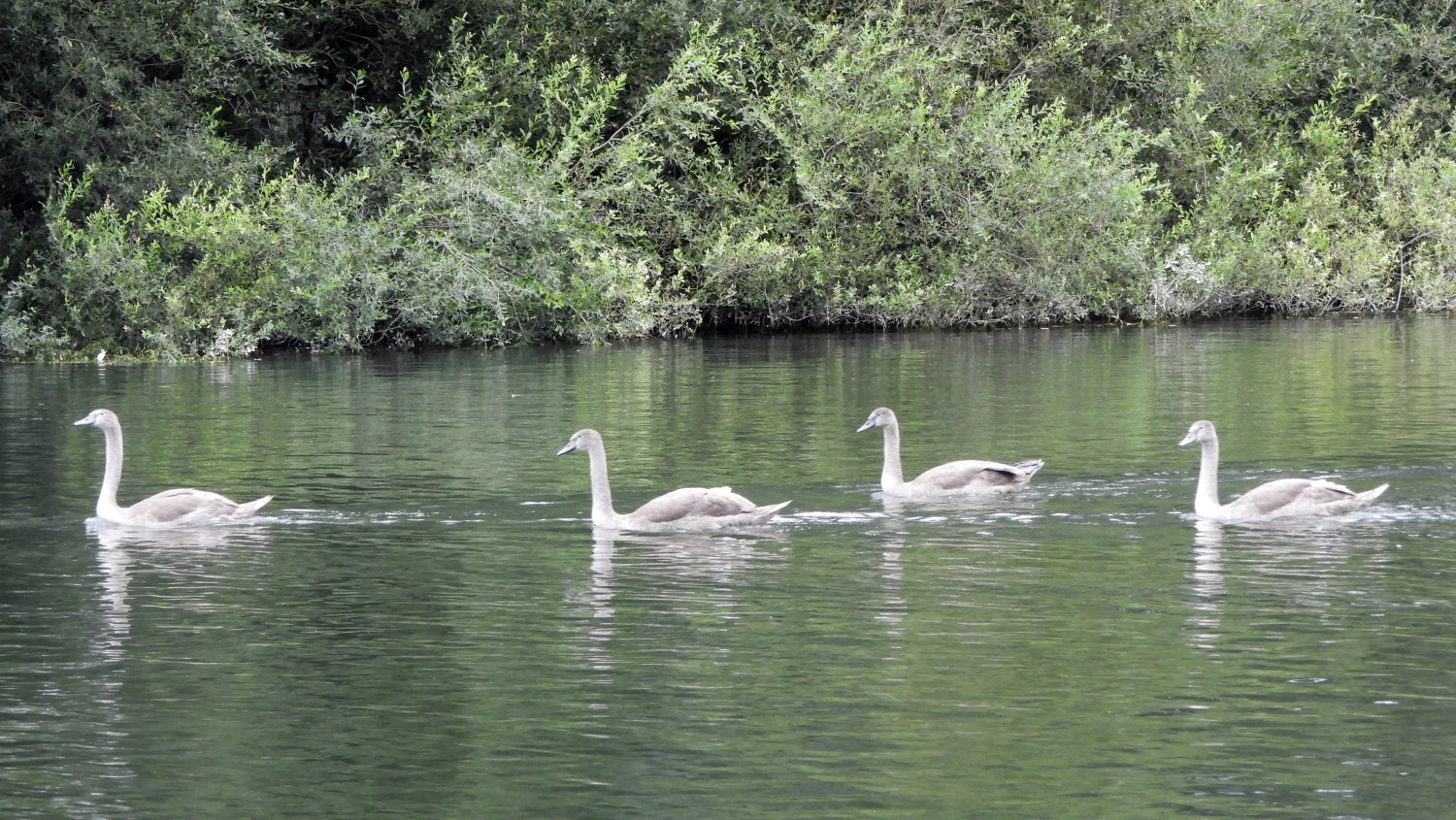 Orderly line of Cygnets cruising the Thames
