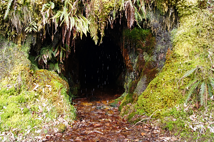 Beauty in Coedydd Maentwrog Nature Reserve