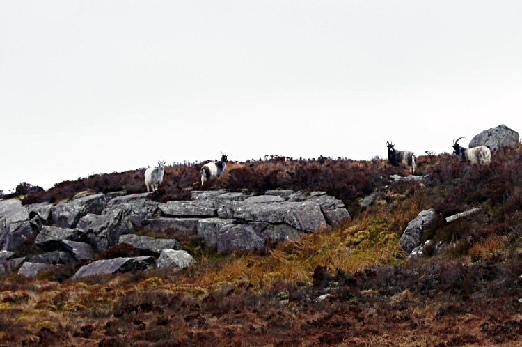 Wild goats of Rhinogydd