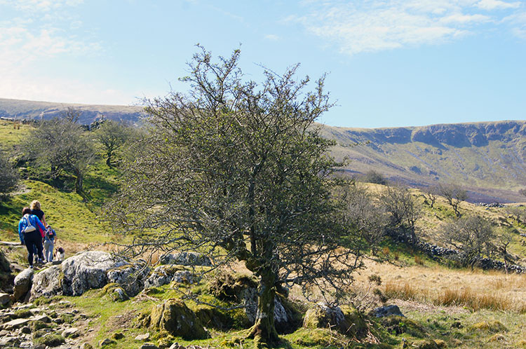 On and up the Pony Path by open fell