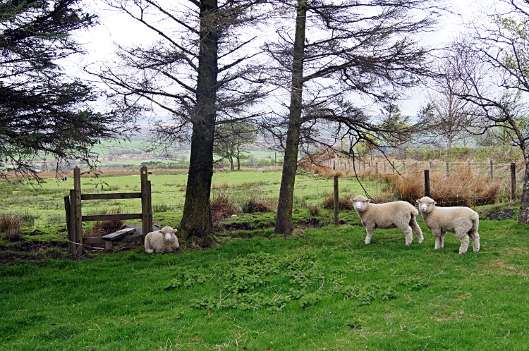 Fluffy poodle sheep at Pontrhydfendigaid