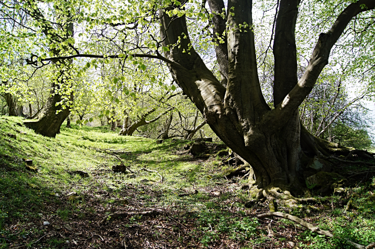 Climbing through the woodland to Blorenge