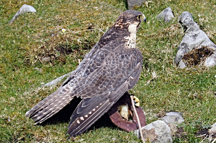 Quack Quack the Pergrine Falcon