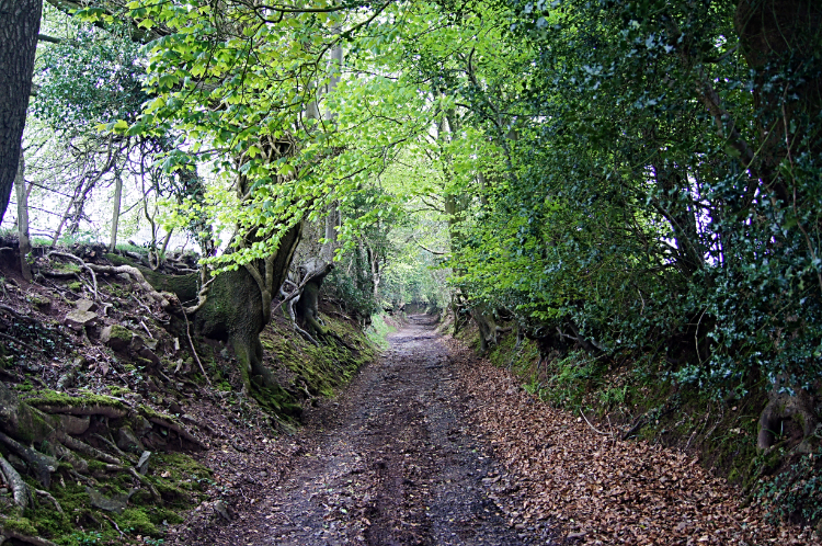 Prescoch Lane Holloway