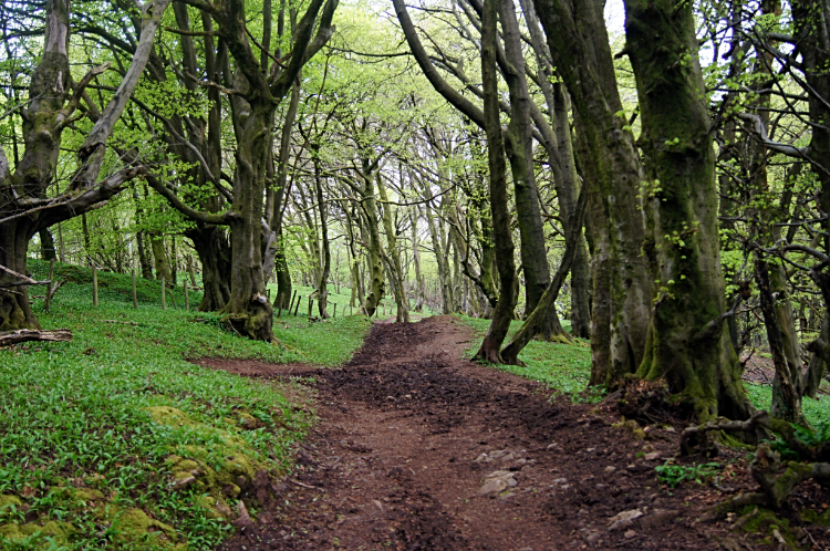 Coed Cefn-onn