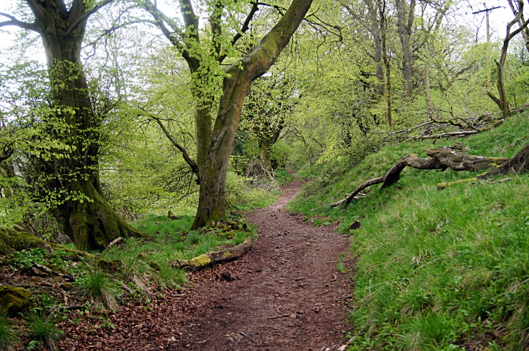 Woodland trail near Ridgeway Golf Club