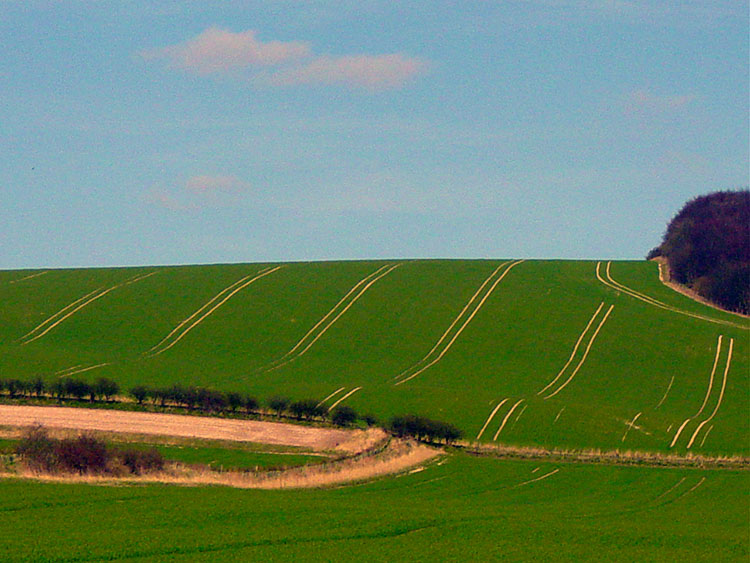 Yorkshire Wolds scene near Knapton