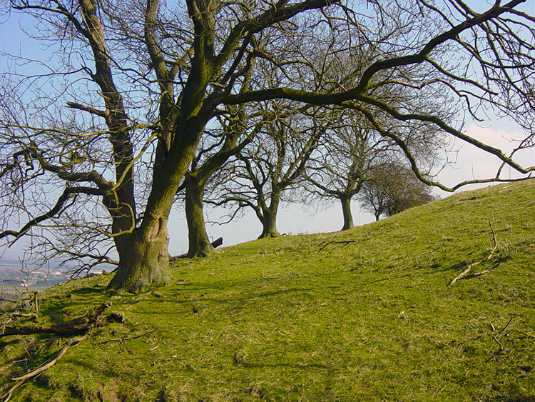 Spinney near Ganton