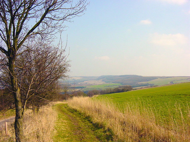 Ganton Brow