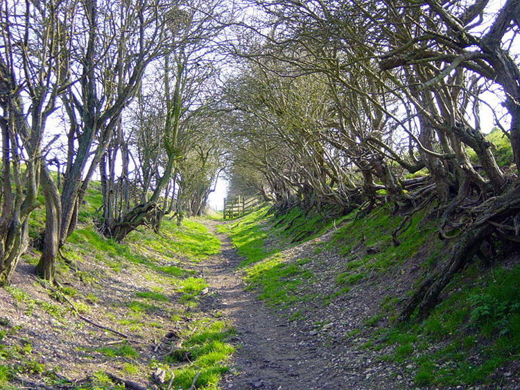 Holloway near Staxton Brow