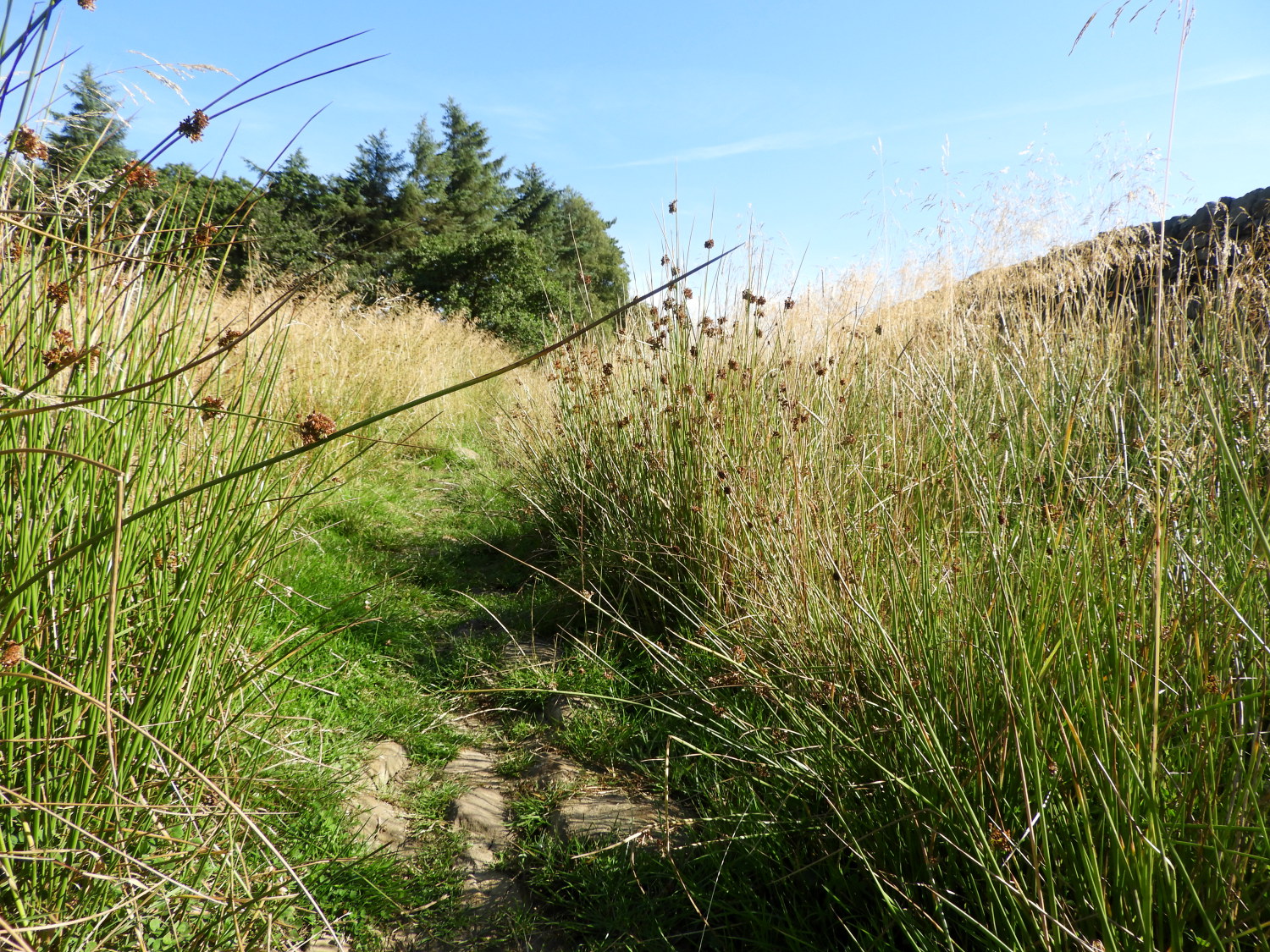 The path to Denton Moor