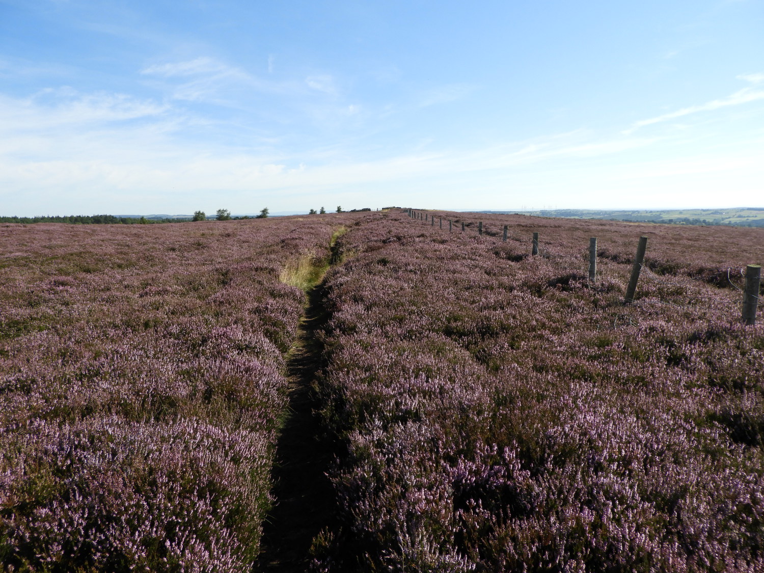 Crossing Denton Moor to Ellarcarr Pike