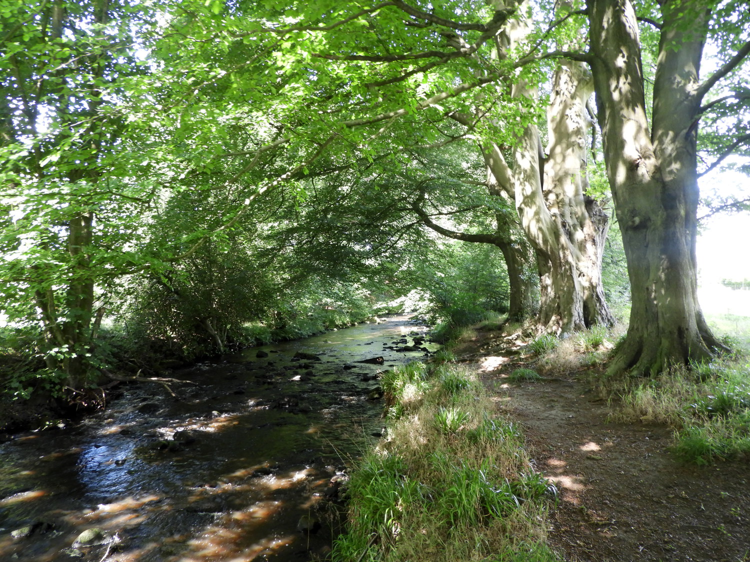 Following the path beside the River Washburn